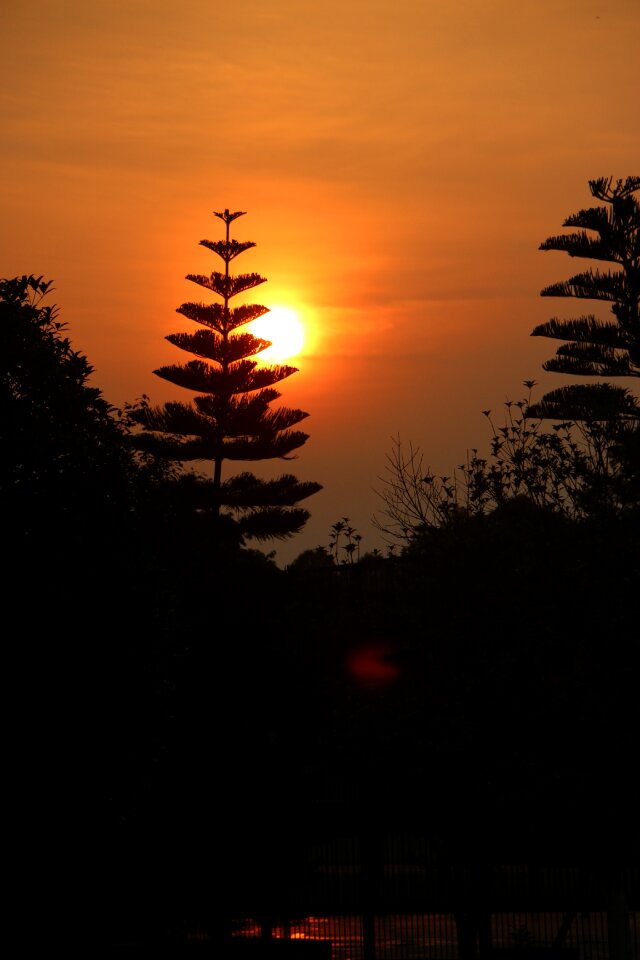 Twilight silhouette plant photo