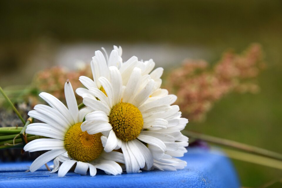 White nature summer flower