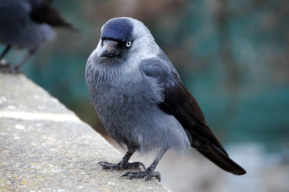 Sitting curious eye