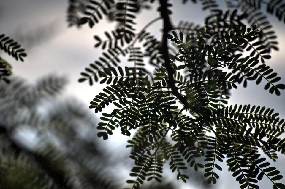 New growth summer gray growth