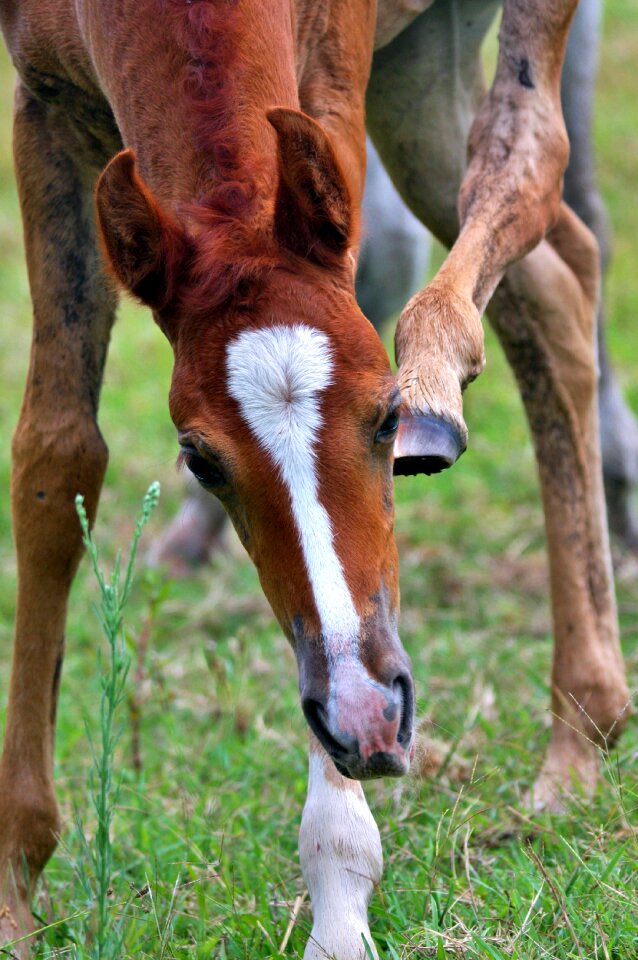 Arab horses equine