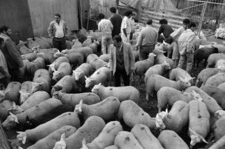 Moslims met schapen bij het slachthuis in Weesp, Bestanddeelnr 934-4820