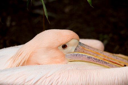 Burgers zoo nature animals