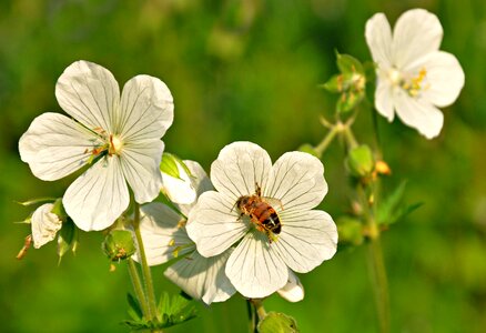 Spring flower blossom bloom