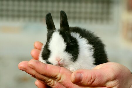 Sweet fur pet