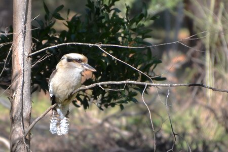 Australia laughing bird-photography