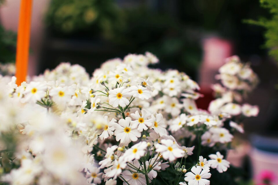 Blossom primrose plants