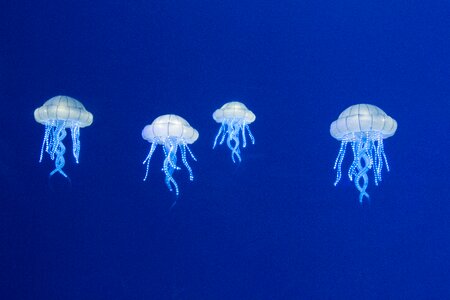 Nature animals jellyfish photo