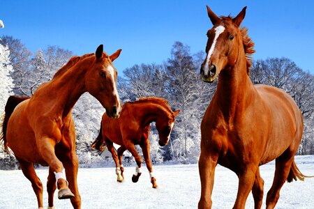 Snow play paddock photo