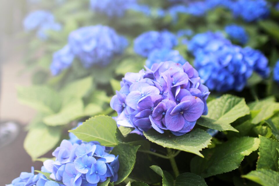 Blue flower blossom flower