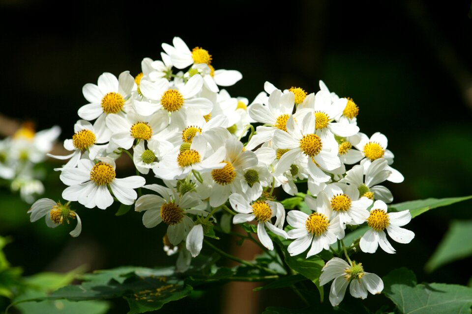 Nature floral bloom