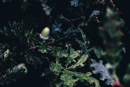 Branch leaves tree