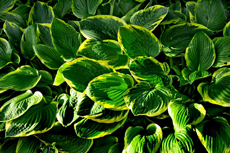 Garden shady flowerbed