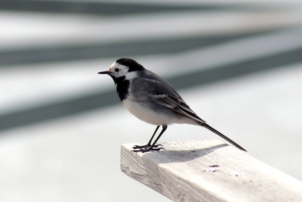 Motacilla Alba Oulu 20200501 02