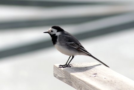 Motacilla Alba Oulu 20200501 02