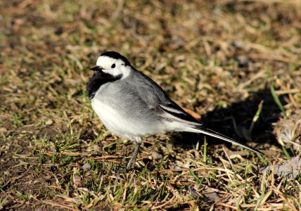 Motacilla Alba Oulu 20140426