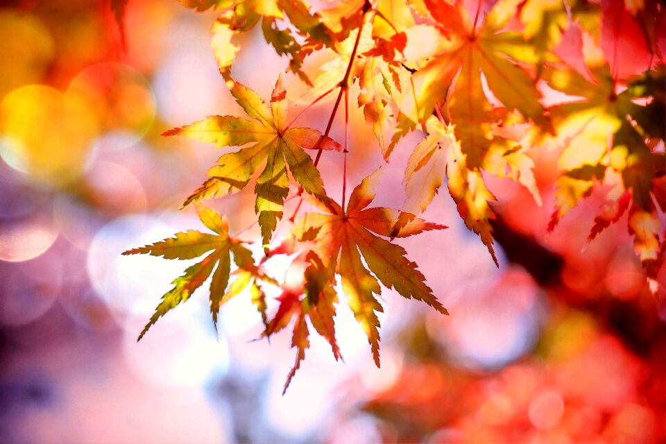 Fall foliage autumn colorful photo