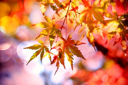 Fall foliage autumn colorful