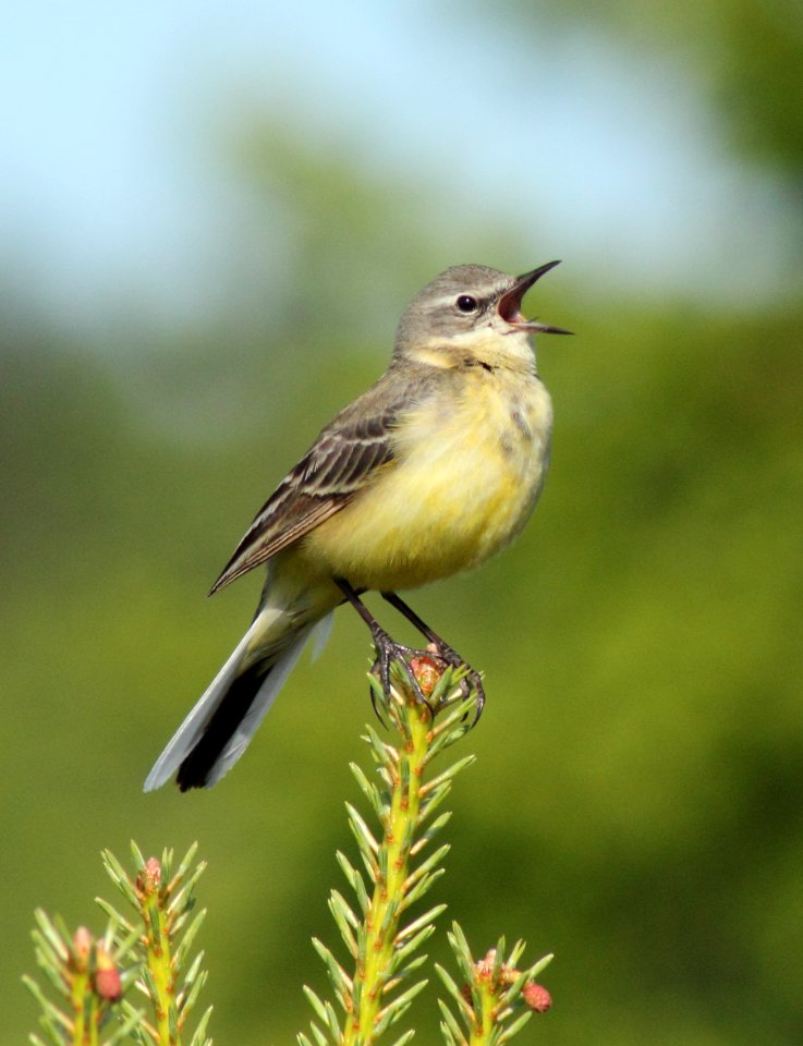 Motacilla flava Oulu 20140623 01