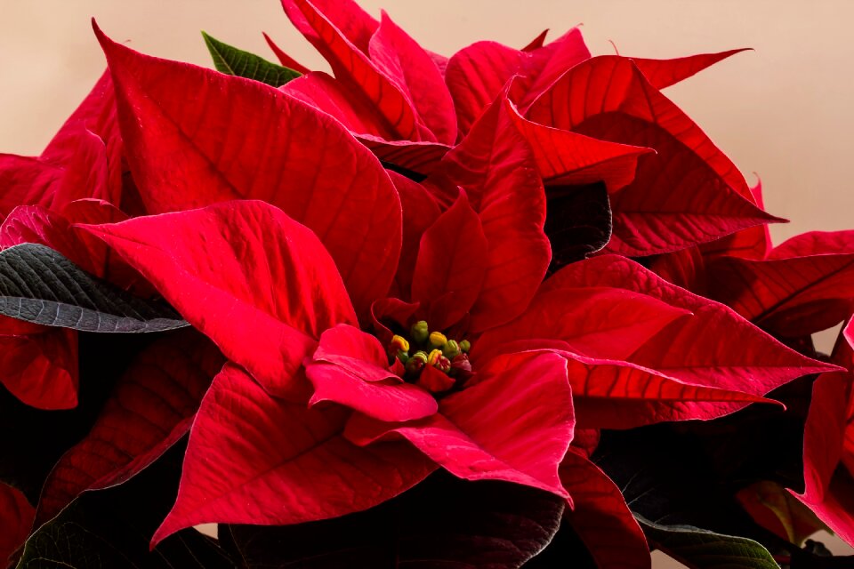 Deco plant poinsettia