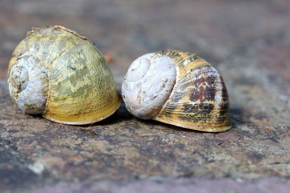 Shell mollusk escargot