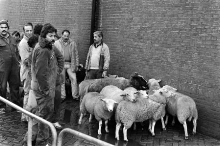 Moslims wachten met schapen bij het abattoir in Amsterdam in verband met het Isl, Bestanddeelnr 932-7020