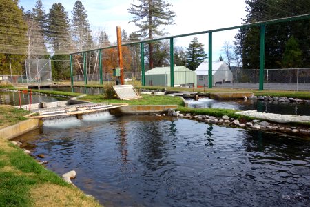Mount Shasta Trout Hatchery - Mount Shasta City, California - DSC02793