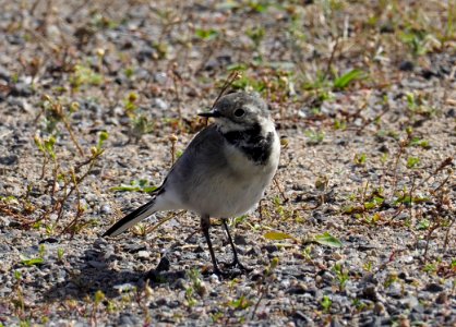 Motacilla alba juv. Oulu Finland 2020-08-15