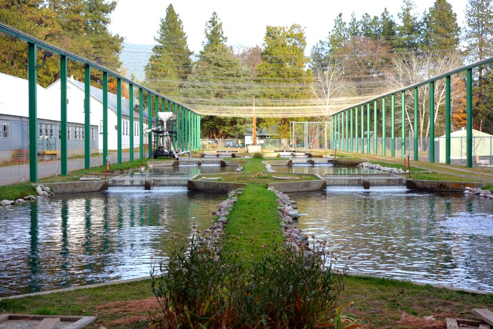 Mount Shasta Trout Hatchery - Mount Shasta City, California - DSC02864