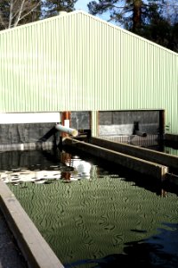 Mount Shasta Trout Hatchery - Mount Shasta City, California - DSC02877