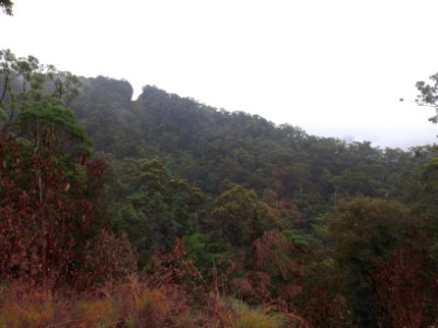 Mount Nimmel, Springbrook, Queensland photo