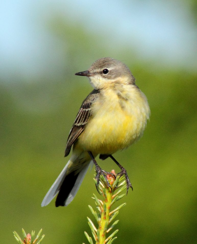Motacilla flava Oulu 20140623 03