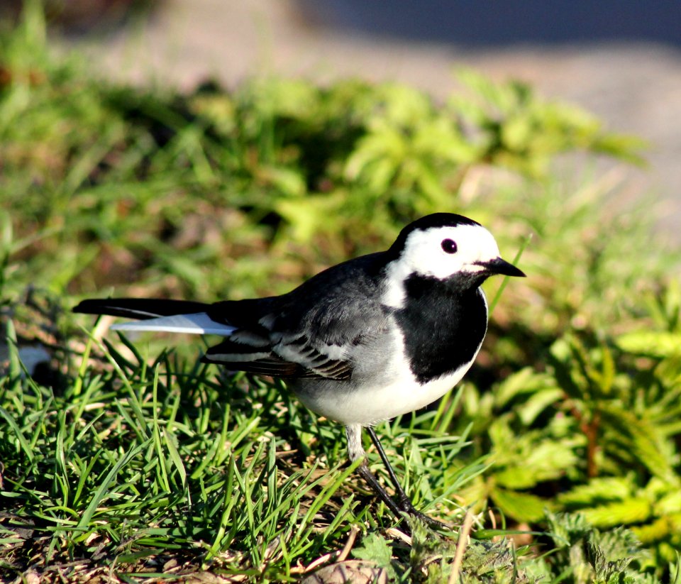 Motacilla Alba Oulu 20130516 03