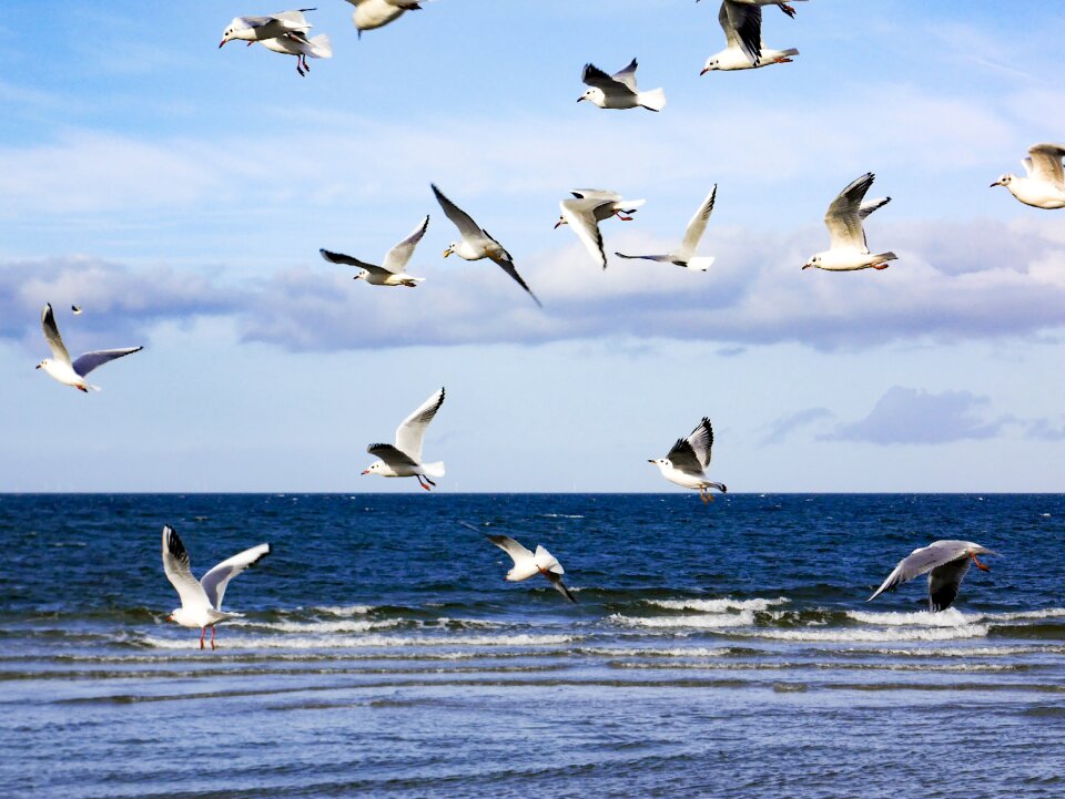 Gulls zingst sea photo