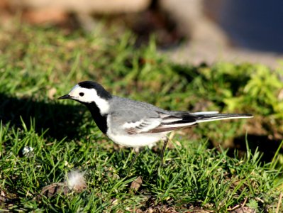 Motacilla Alba Oulu 20130516 01