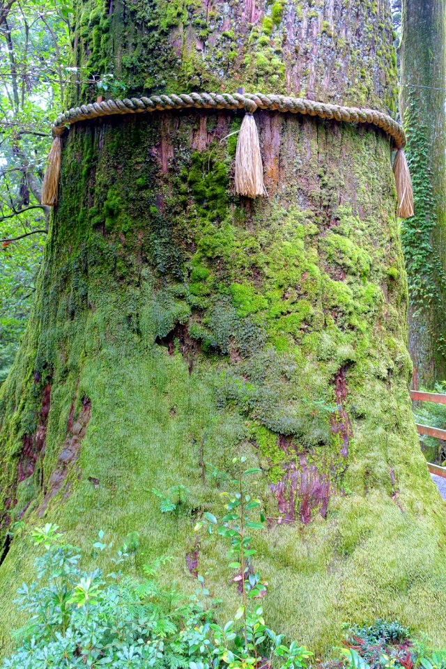 Moss - Hakone-jinja - Hakone, Japan - DSC05870