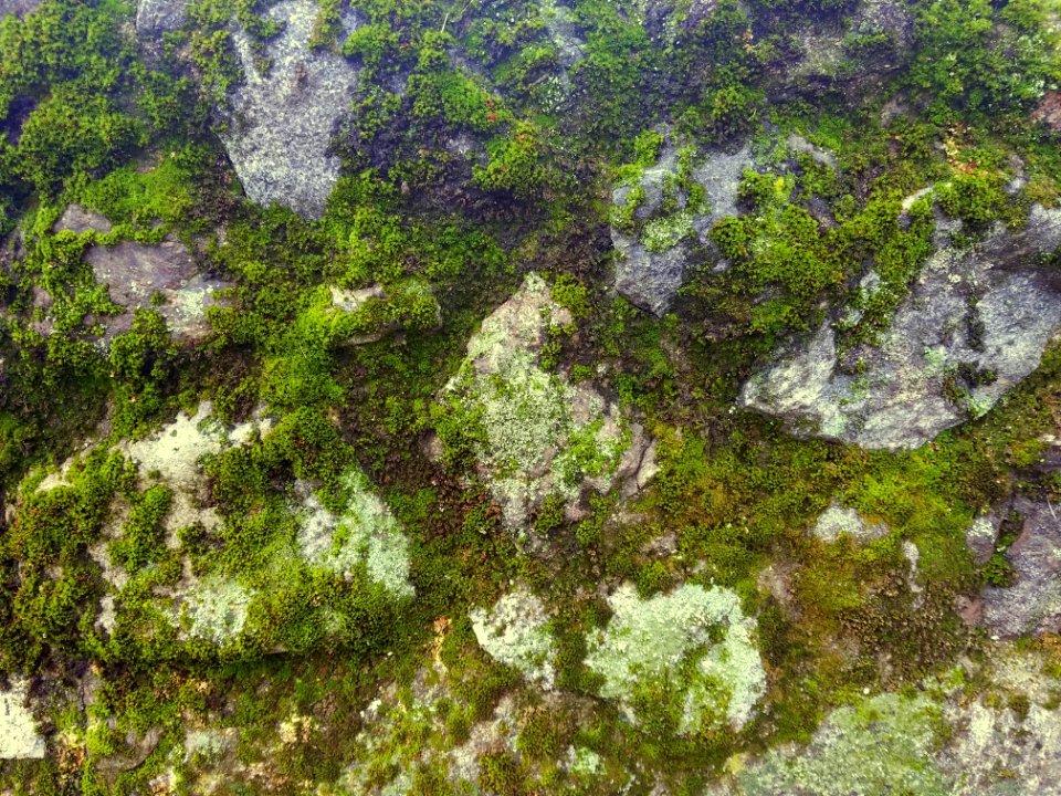 Moss and lichens - Arlington, MA - 20201128 092719