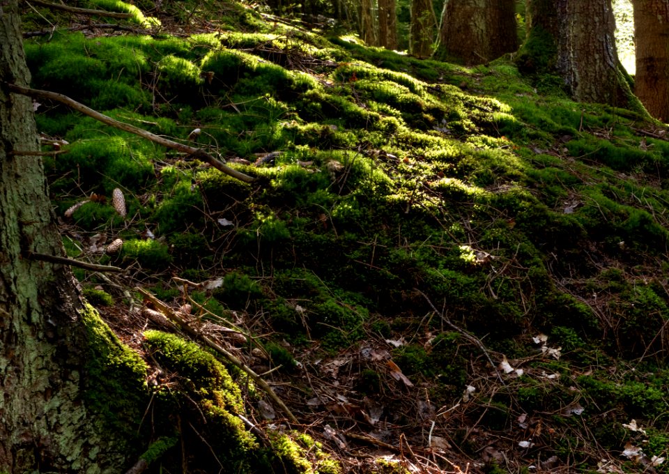Moss on slope into Gullmarsskogen ravine 2