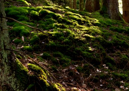 Moss on slope into Gullmarsskogen ravine 2