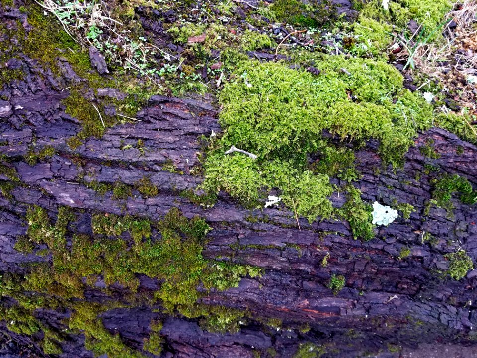 Moss - Arlington, MA - 20201128 093038