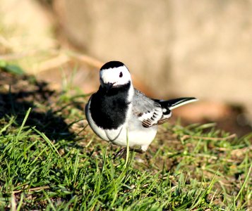 Motacilla Alba Oulu 20130516 02