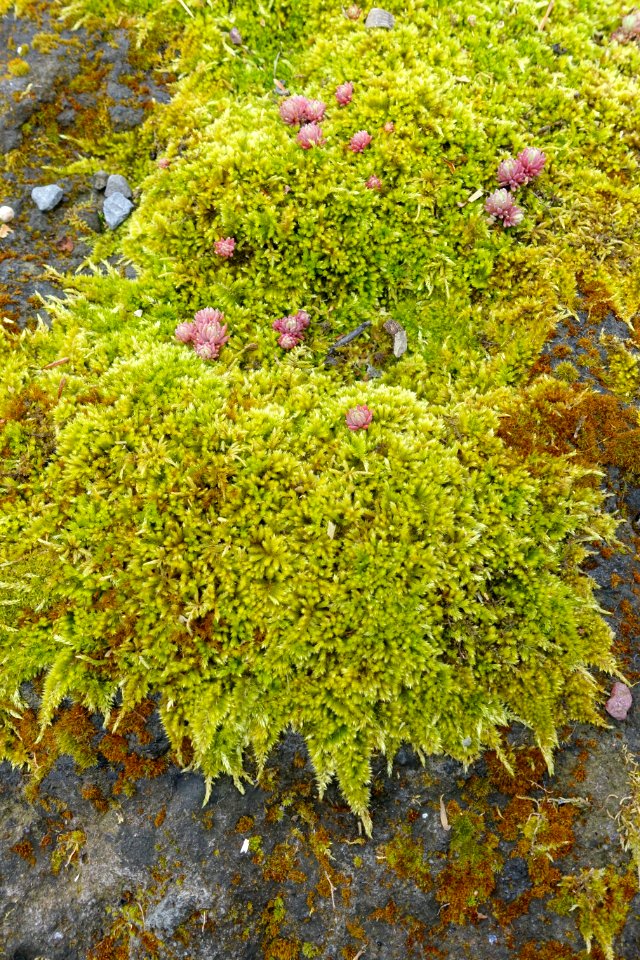 Moss - Theatre - Villa of Domitian - Barberini Gardens - Castel Gandolfo - DSC04474