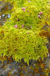 Moss - Theatre - Villa of Domitian - Barberini Gardens - Castel Gandolfo - DSC04474