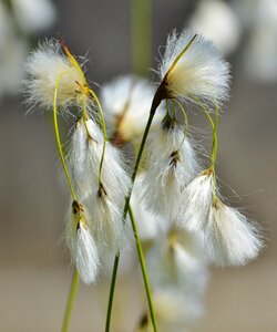 Plant white blossom nature