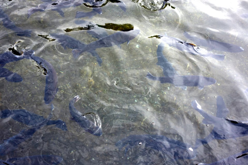 Mount Shasta Trout Hatchery - Mount Shasta City, California - DSC02870