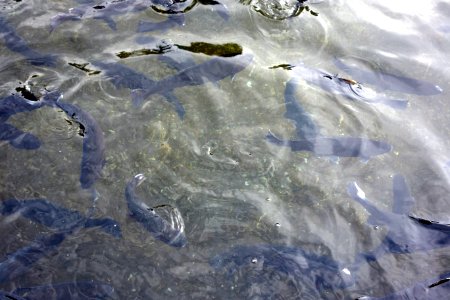Mount Shasta Trout Hatchery - Mount Shasta City, California - DSC02870