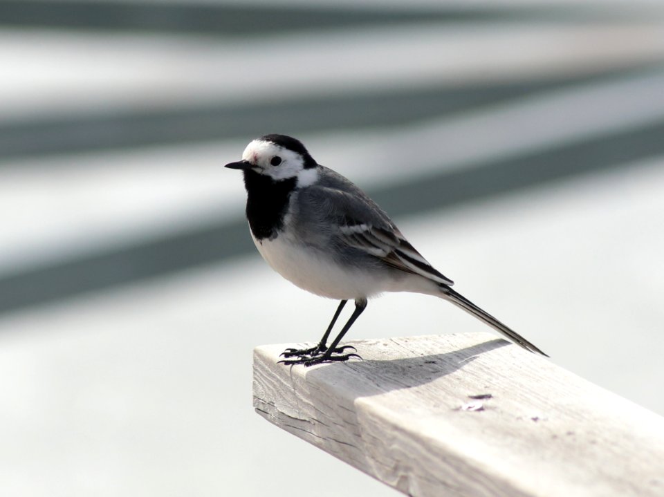 Motacilla Alba Oulu 20200501 01