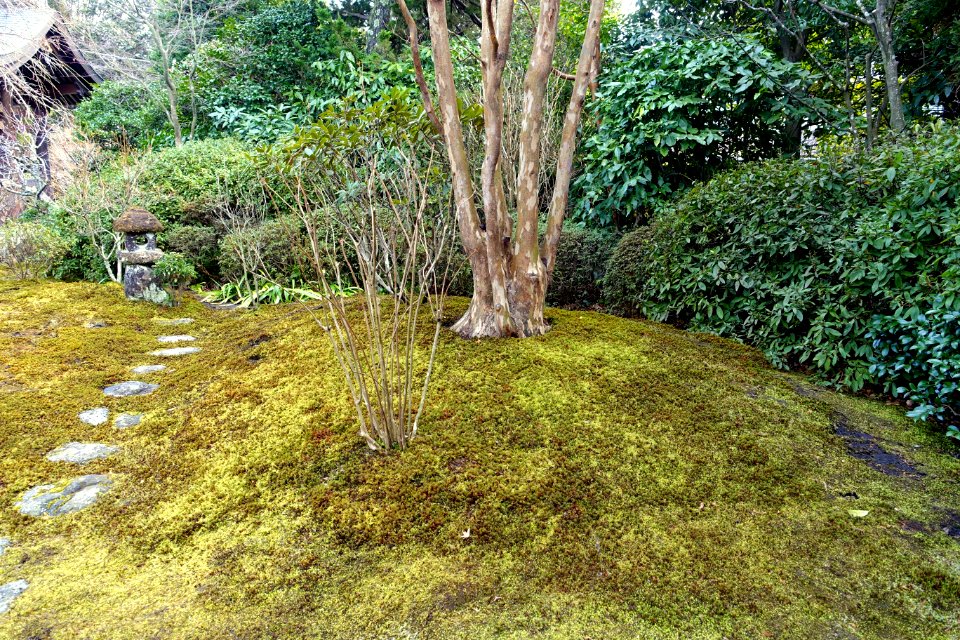 Moss - Kaizo-ji - Kamakura, Kanagawa, Japan - DSC08274