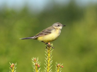 Motacilla flava Oulu 20140623 04