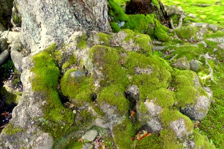 Moss - Kenroku-en - Kanazawa, Japan - DSC09699